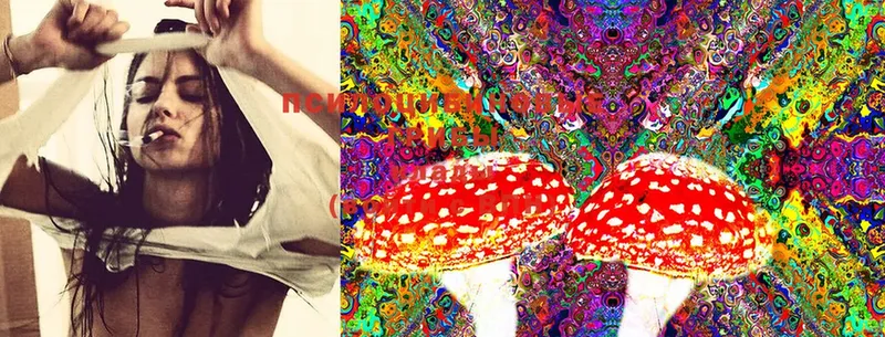 кракен зеркало  закладка  Короча  Галлюциногенные грибы Cubensis 